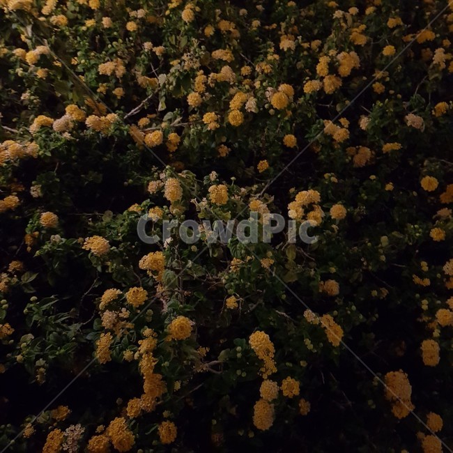 꽃,노란꽃,밤,공원,자연,flower,식물,plant