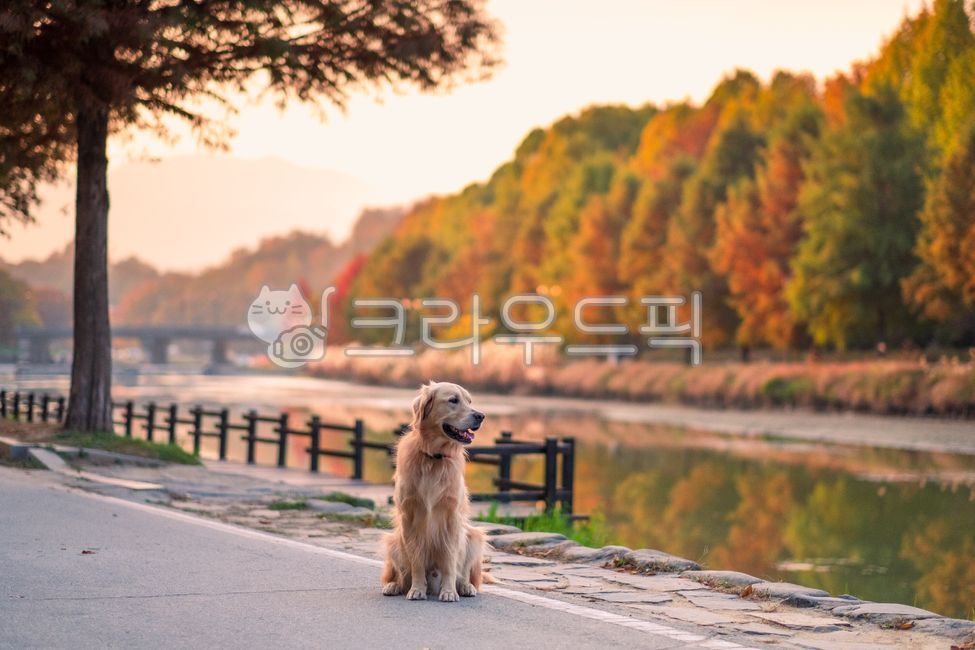 길,골든리트리버,산책,동물,goldenretriever,포유류,mammal,개,애완동물,dog,pet,animal,가을,계절,fall,autumn,season
