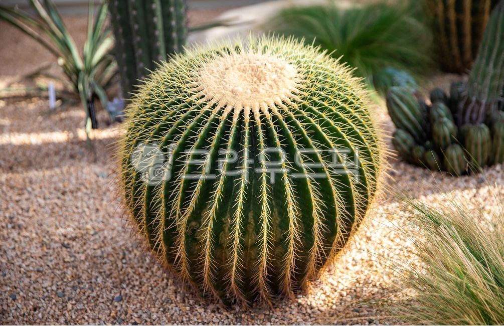 금호선인장,선인장,가시,지중해,garden,thorn,cactus