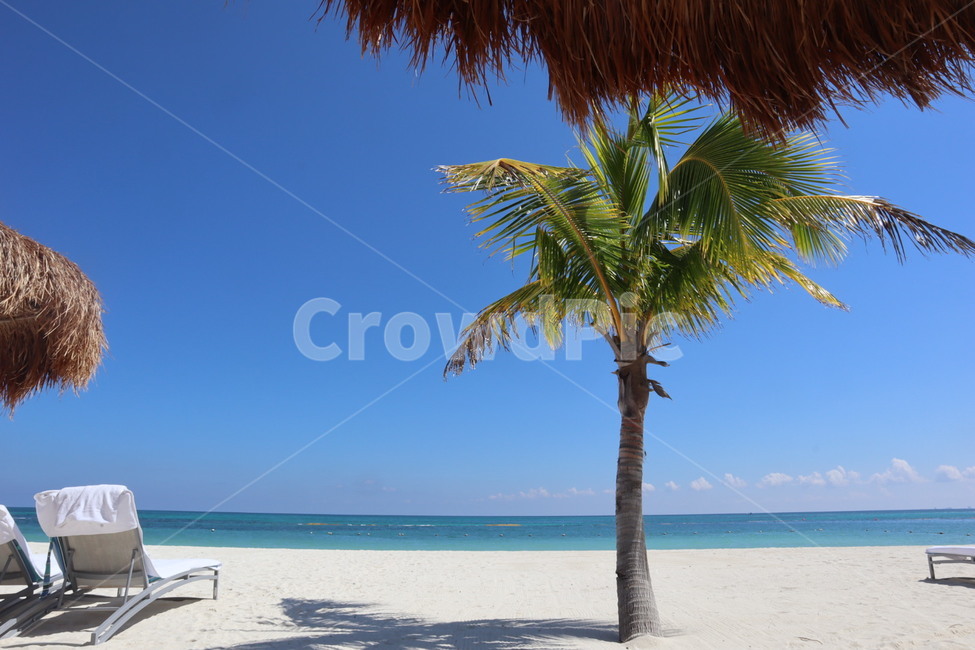 recreation,summer,Playa del Carmen,palm tree,palmtree,Beach,mexico,sunbed,cancun,beach,Mexico