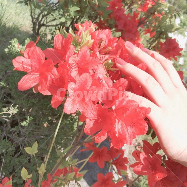 진달래,꽃,손,감성,flower,붉은,빨강,꽃밭,잎사귀,꽃잎,화사한,봄,계절,색깔,색상,색채,색감,봄꽃,식물,꽃나무,감성사진,자연,red,붉은꽃,nature,color