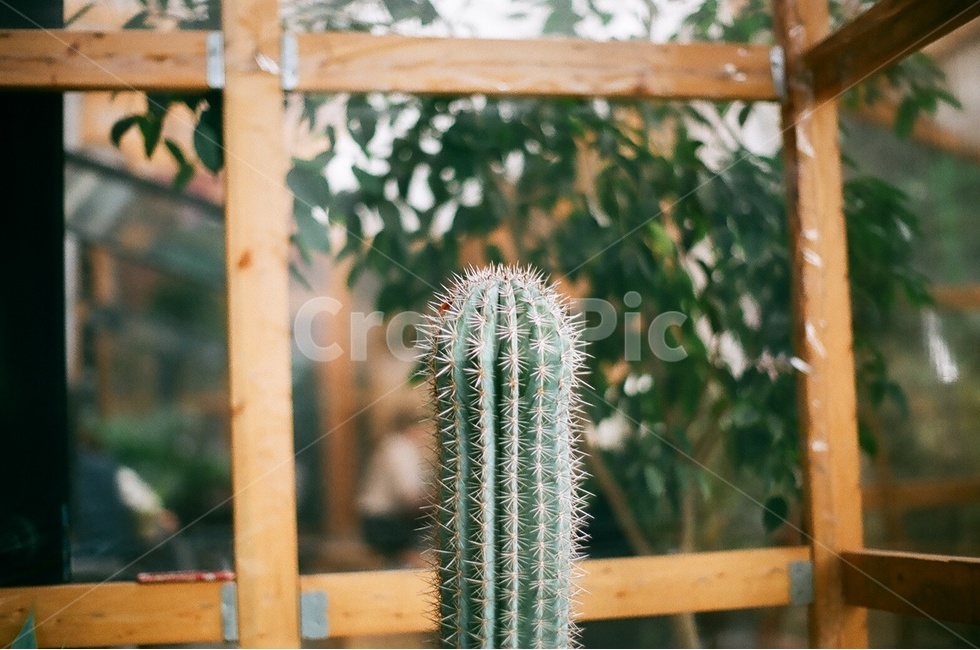 선인장,식물,인테리어,플랜테리어,공간,interior,cactus,plant,조용,미니멀,미니멀리즘,미니멀라이프,minimal,여름,감성,식물,자연,plants,nature,실내용화초,화분,화초,house plant,감성,sensible,feeling,인테리어,실내디자인,interior design