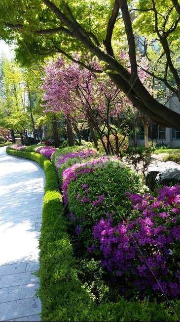 진달래,봄,햇살,분홍색,길,식물,옥외,계절,언덕,azalea,spring,sunlight,pink,road,plants