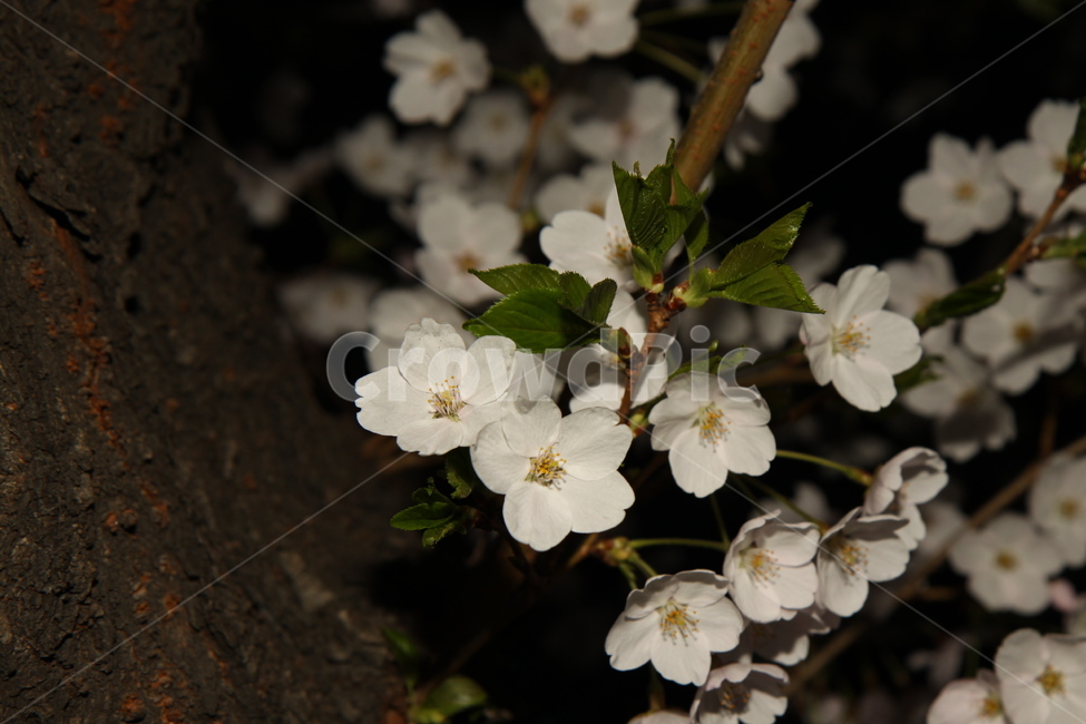 벚꽃,꽃,봄,봄꽃,하얀,저녁,꽃배경,식물,자연,야경,cherryblossoms,flower,spring,springflowers,white,dinner,flowerbackground,plants,nature,night,식물,자연,plants,nature,꽃,flower