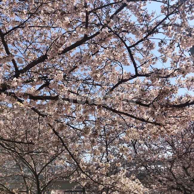 봄,벚꽃,꽃샘추위,꽃잎,벚꽃축제