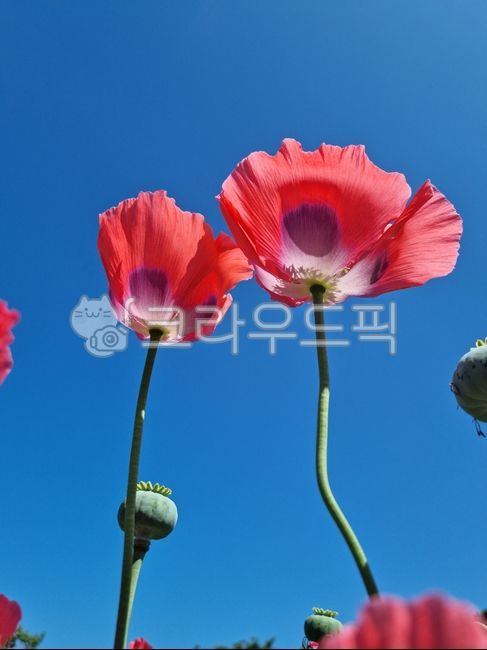 poppy,medicinaltobacco,biennial plant,biennialherb,opium flower,flower,poppyflower,medicinal cigarette,hyacinth,opiumflower,cherry blossom,poppy flower