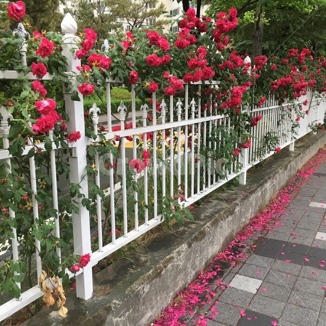 출근길,산책,아침,흐림,보도,출근,길,길가,인도,산보,장미,꽃,장미동쿨,장미울타리,울타리,꽃잎