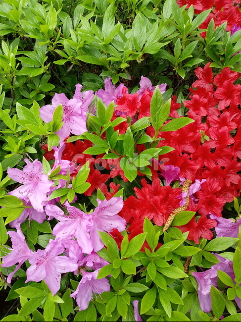 철쭉,smilerosebay,진달래과,식물,봄꽃,개꽃나무,springseasonflower,척촉화,낙엽관목,관상용