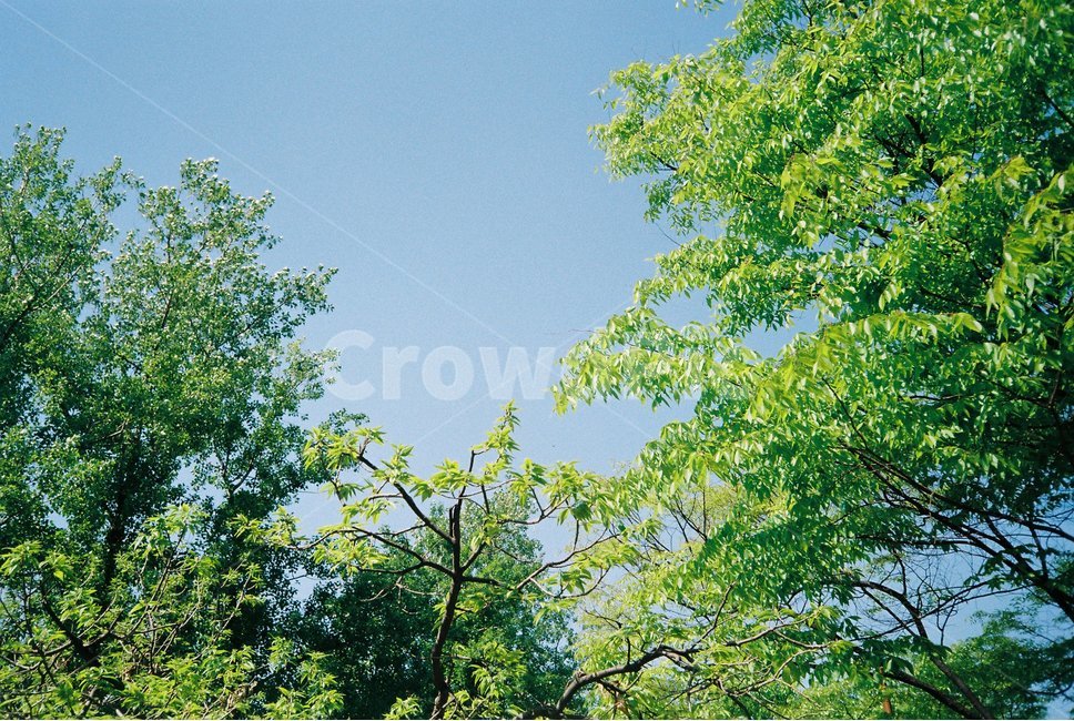 나무,자연,여름,하늘,trees,나뭇잎,초록,파랑,잎사귀,summer,nature,햇살,오후,afternoon,sky,여름,계절,summer,season,자연,풍경,nature,landscape,tree,plant,식물