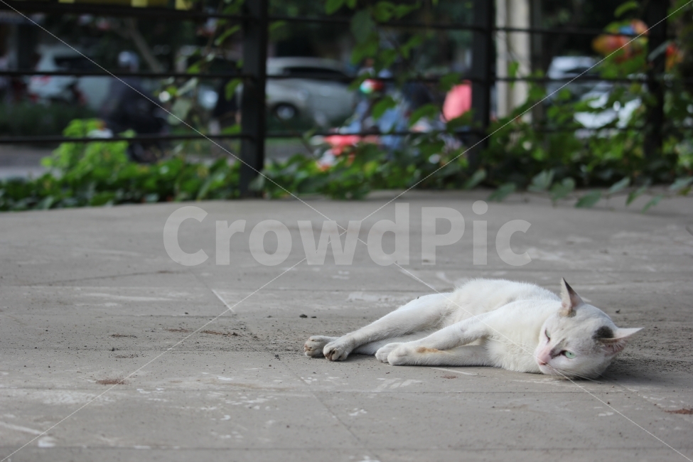 고양이,야생,동물,길,도로,자카르타,인도네시아,경관,경치,자연,cat,kitty,wild,animal,street,way,road,jakarta,indonesia,landscape,nature,scenery,scene,view,동물,animal,포유류,mammal,고양이,cat,kitten,kitty