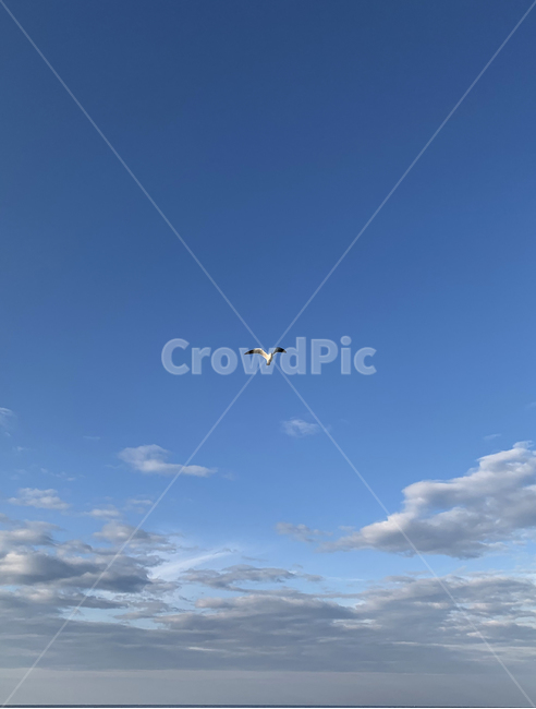 bird,새,animal,동물,sky,하늘,갈매기,gull,seagull,날다,fly