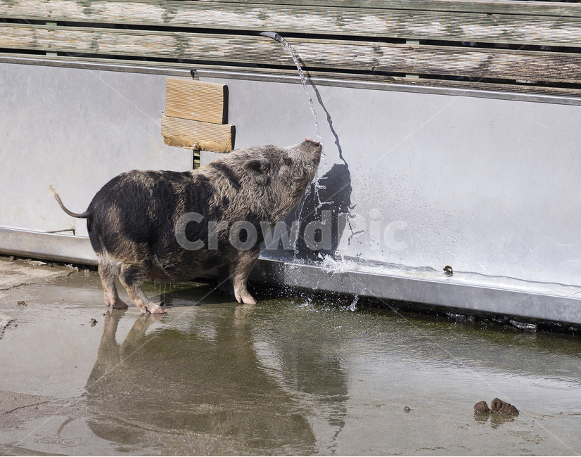 돼지,pig,동물,포유류,가축,동물,animal,포유류,mammal