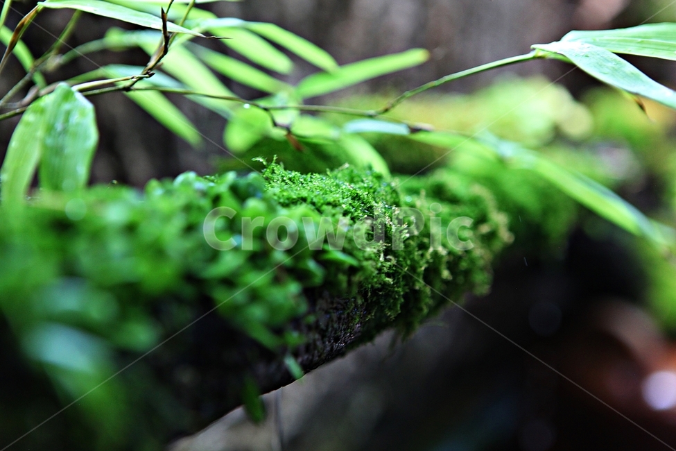 이끼,생태,식물,새순,자연,식물,자연,plants,nature