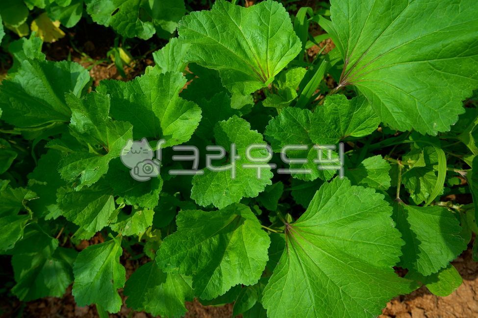 아욱, mallow, vegetables, leaf, 잎, 사진,이미지,일러스트,캘리그라피 - morning12작가