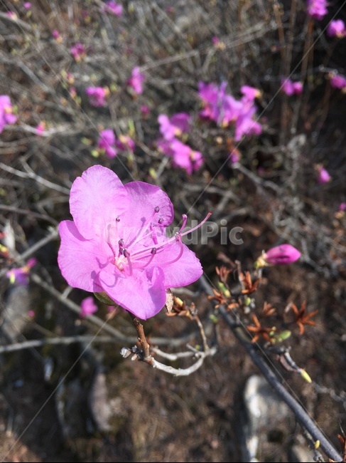 철쭉,클로즈업,꽃,봄,flower,식물,azaleas,자연,야생,화사한,확대