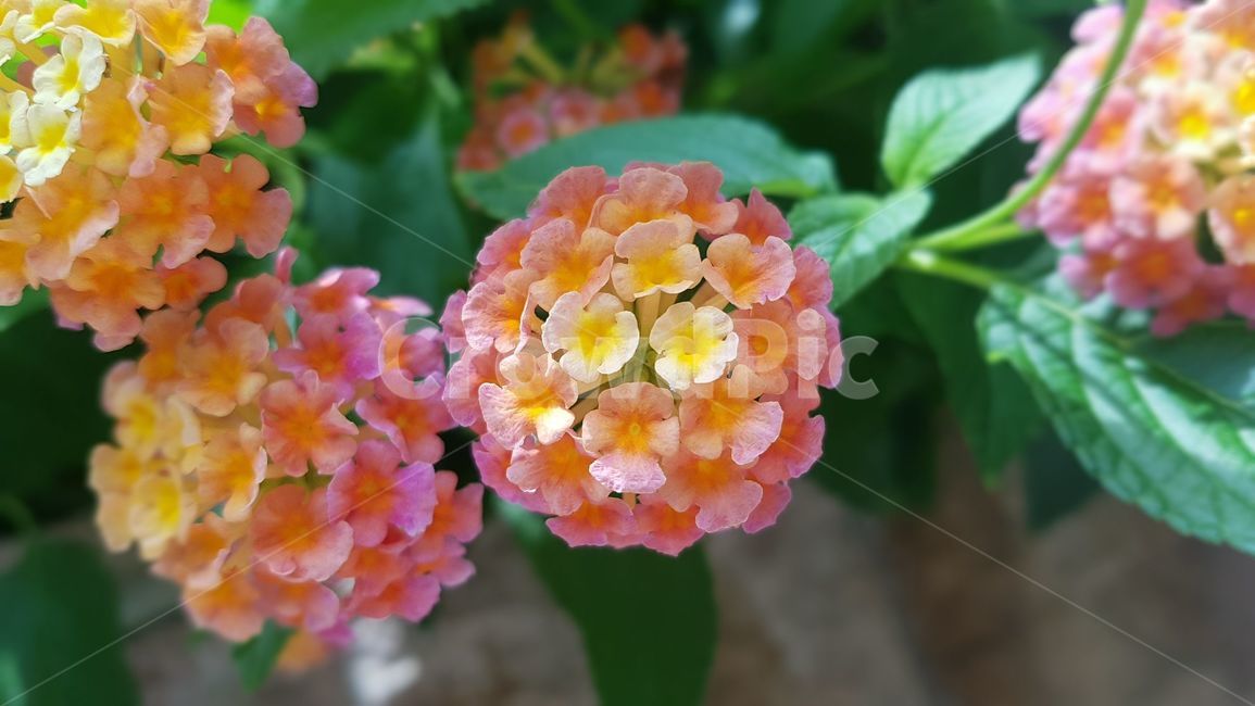 flower,꽃,plant,식물,blossom,geranium,제라늄,알록달록
