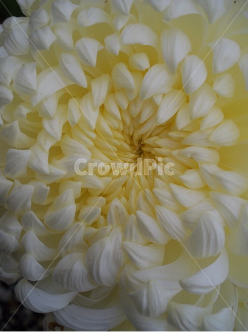꽃,flower,국화,자연,식물,식물,자연,plants,nature,꽃,flower