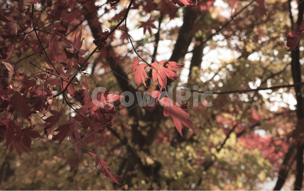 단풍,가을,풍경,나무,단풍나무,가을풍경,가을,계절,fall,autumn,season,식물,자연,plants,nature,leaf,잎,plant,tree,maple