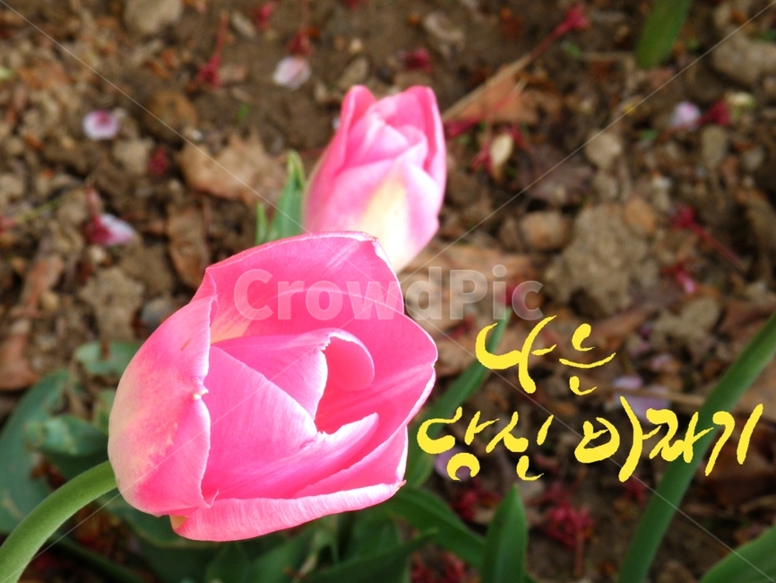 당신,바라기,구애,캘리그라피,튤립,꽃