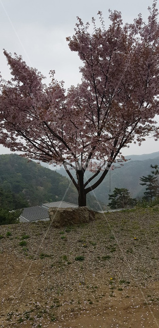 벚꽃,봄,체리블러썸,절,spring,자연,풍경,벚꽃나무,한그루,자연풍경,계절,식물,자연,plants,nature,나무,trees,wood
