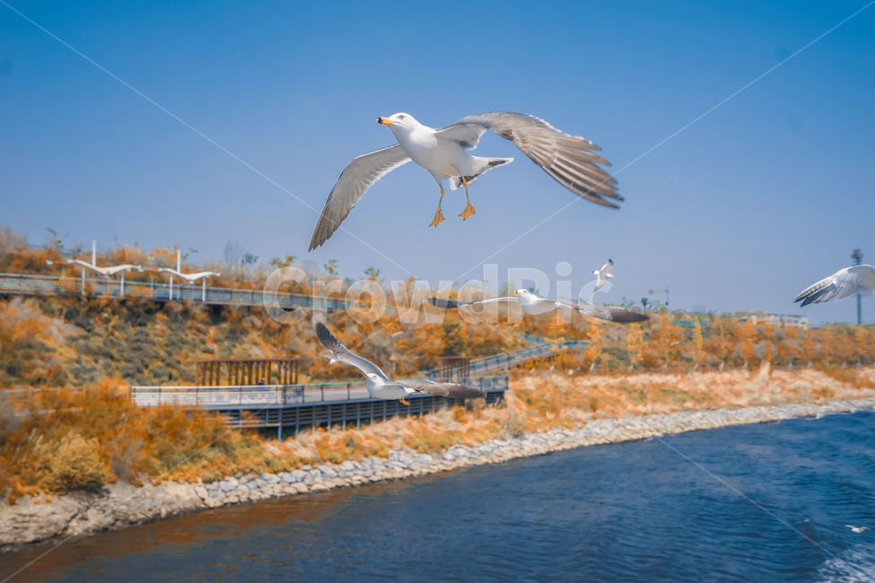 새,동물,bird,seagull,갈매기,하늘,강,river,동물,animal,조류,새,birds