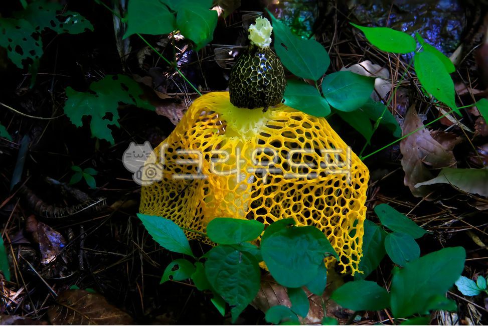 poisonous mushroom,nature,yellow mushroom,wetland plants,net beoseon,summer,mountain,wildflowers,plant,valley,net,mushroom,Mangtae beoseon