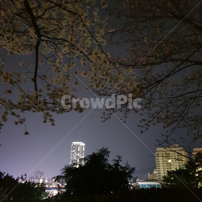야경,벚꽃,밤,꽃,벚꽃나무,벚나무,야경,밤,풍경,nightscape,night,landscape,light,빛,flare,플레어,tree,나무,plant,식물