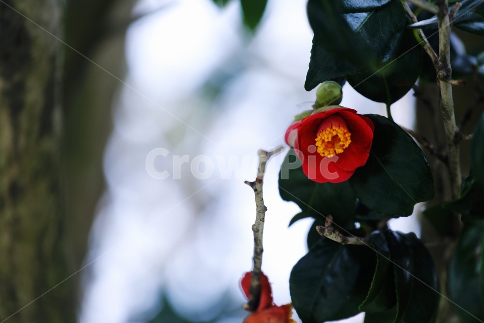 꽃,동백,자연,식물,flower