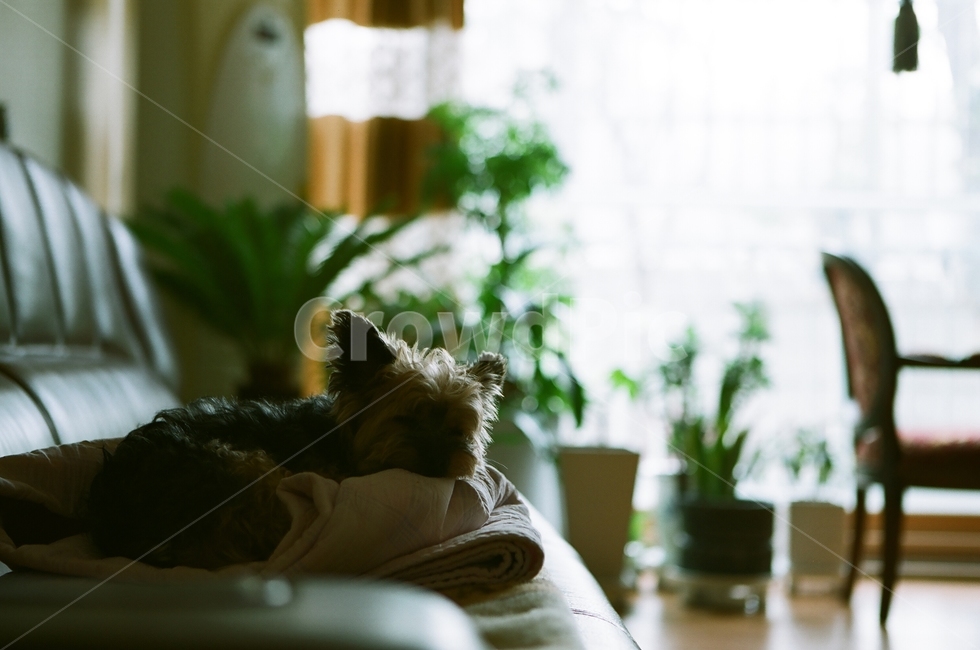 강아지,개,낮잠,휴식,애완동물,요크셔테리어,요크,동물,animal,포유류,mammal,개,강아지,dog,doggy,감성,sensible,feeling,휴식,힐링,rest,relaxation,healing