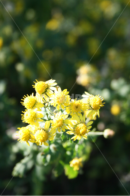 산국,소국,식물,flower,plants,nature,꽃,꽃봉오리,가을,가을향,식물,자연,plants,nature,꽃,flower