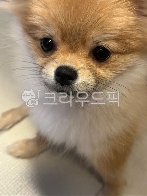 포메라니안,귀여운강아지,강아지,포메,개,6개월강아지,6개월포메,6개월포메라니안