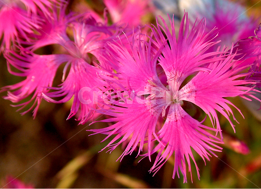 패랭이꽃,분홍색,여러해살이식물,석죽과,가을,식물,자연,plants,nature,꽃,flower