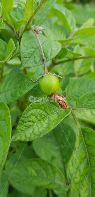 plant,식물,produce,열매,감자