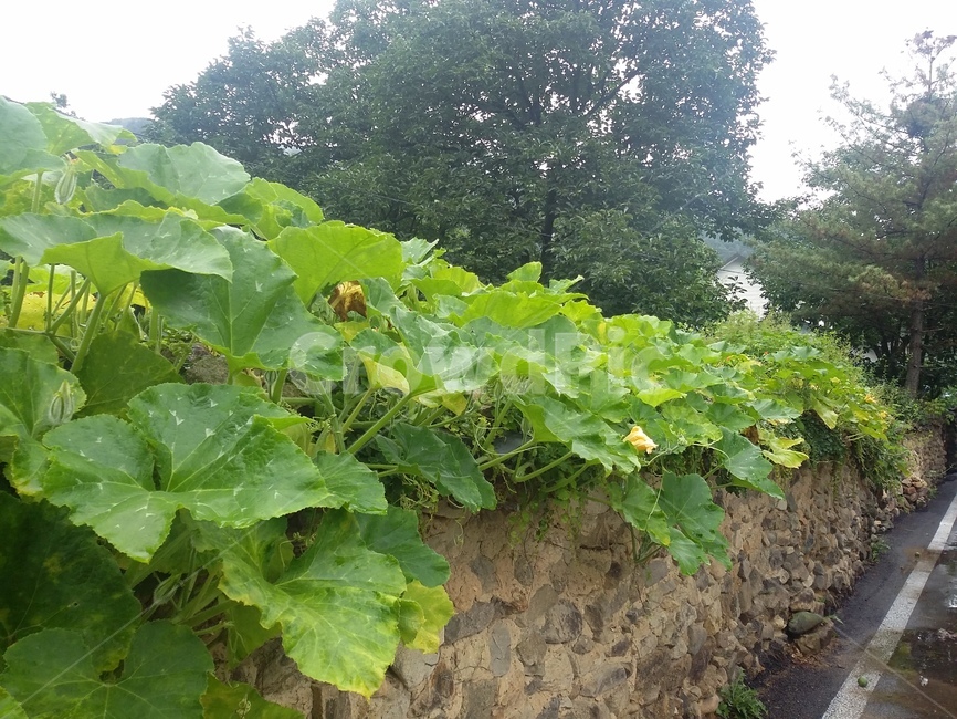 식물,plant,담장,길,토담,식물,자연,plants,nature