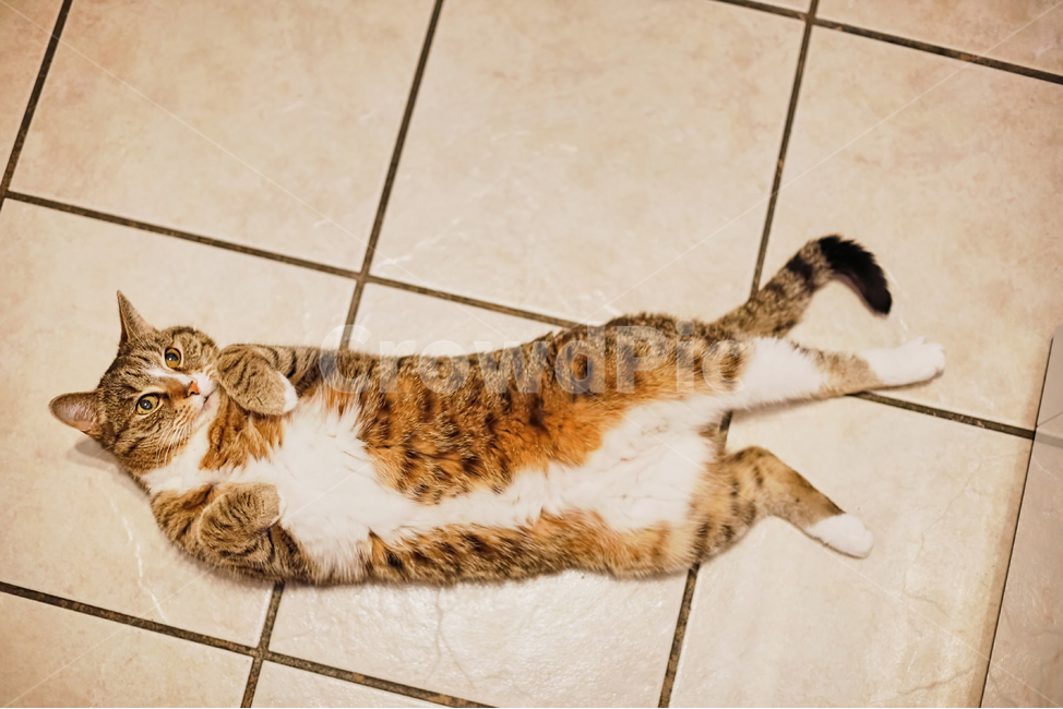 동물,animal,고양이,cat,kitten,포유류,애완동물,반려동물,애완묘,pet,믹스묘,산책냥이,동물,animal,포유류,mammal,고양이,cat,kitten,kitty
