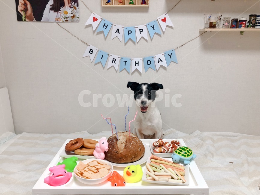 강아지,생일파티,개,애완견,puppy,god,hbd,birthdayparty,장난감,강아지장난감