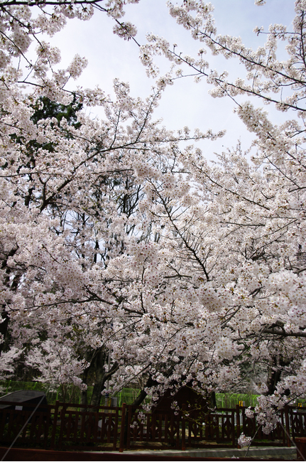 나무,봄,벚꽃나무,식물,꽃,flower,plant,봄,계절,spring,season,식물,자연,plants,nature,나무,trees,wood,blossom