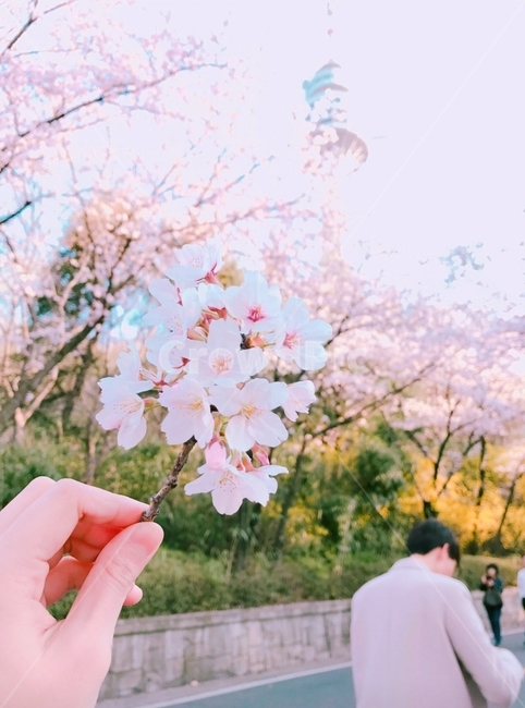 벚꽃,벚꽃나무,축제,꽃,이쁜손