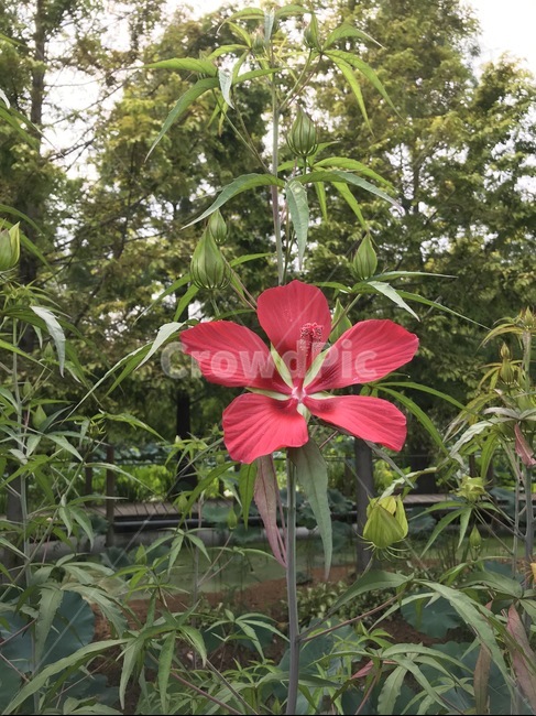 plant,식물,blossom,꽃,flower,nature,자연
