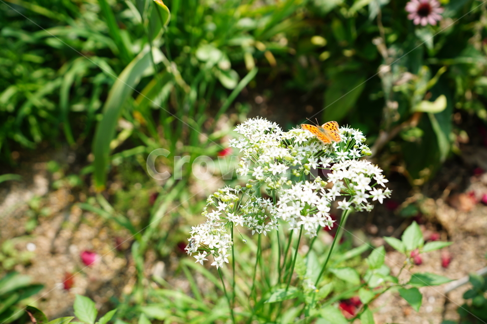 곤충,꽃,플라워,나비,벌레,풀,자연,생명,버터플라이,식물,자연,plants,nature,꽃,flower,동물,animal,곤충,벌레,insect,bug