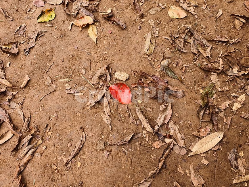 ground,바닥,흙,plant,식물,leaf,잎,나뭇잎,낙엽