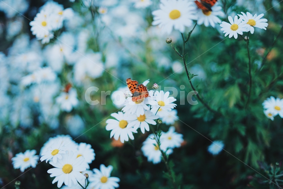 꽃,식물,나비,곤충,흰꽃,식물,자연,plants,nature,꽃,flower,동물,animal,곤충,벌레,insect,bug