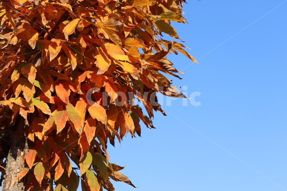 leaf,잎,plant,식물,tree,나무,단풍,단풍나무,단풍잎,하늘,주황색,autumn,maple,자연,가을,가을,계절,fall,autumn,season