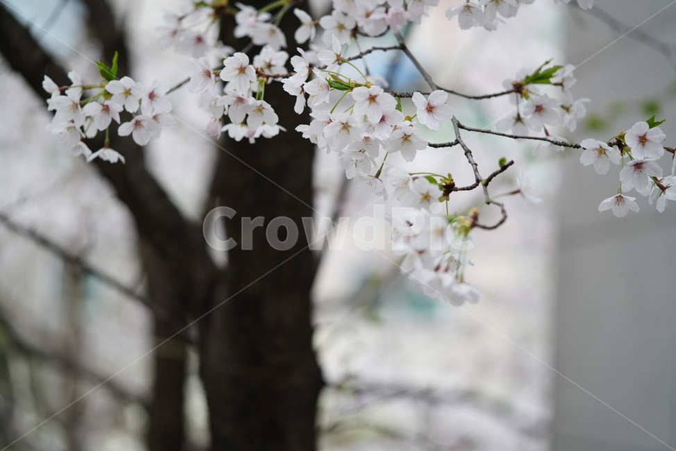 꽃,벚꽃,봄,계절,플라워,화이트,흰색,하얀색,생물,감성,느낌,식물,flower,spring,white