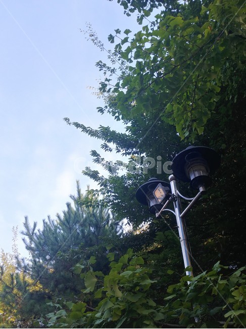 가로등,램프포스트,나무들,하늘,맑은날,식물,자연,풍경,nature,landscape,lamp post,램프 포스트
