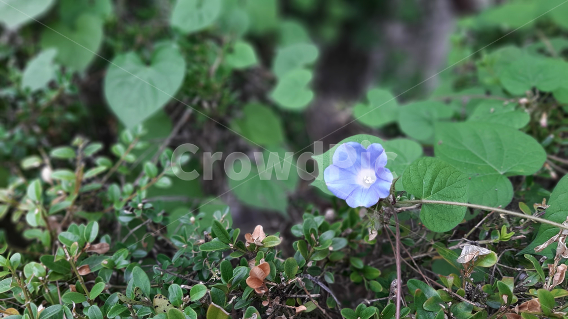 나팔꽃,flower,morningglory,blossom,야생화,꽃,식물,녹색,wildflower,plant,green,식물,자연,plants,nature,꽃,flower