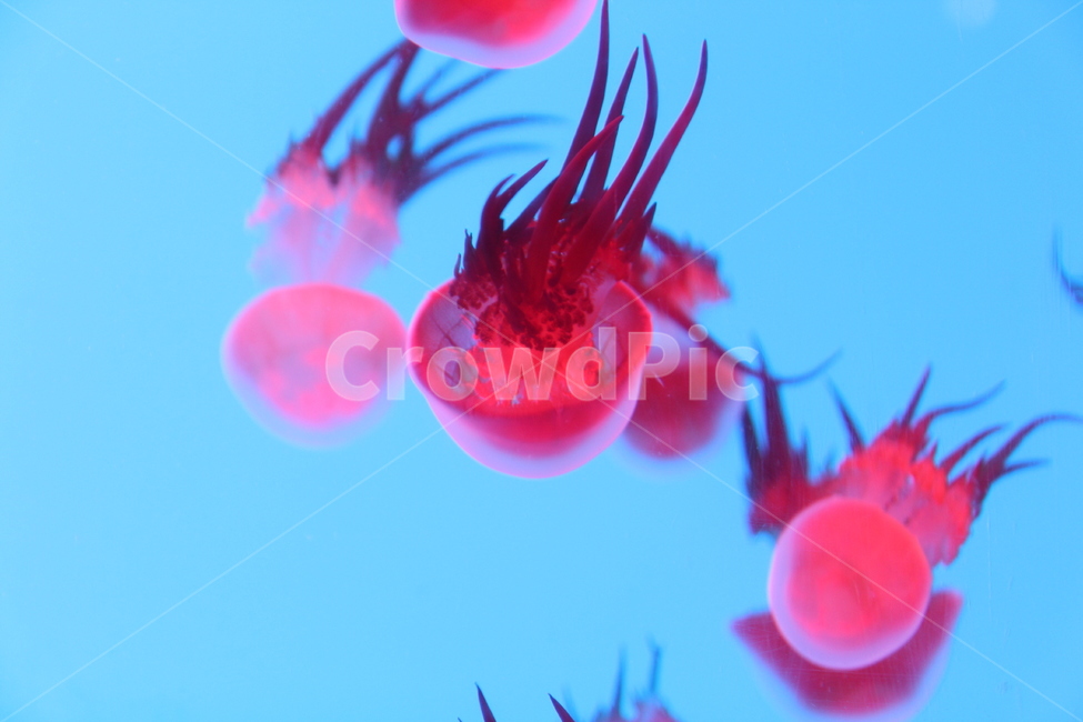 무척추동물,해파리,해양생물,동물,바다,고요,분홍색,수영,동물,animal,색깔,색상,색채,색감,color sense,color sensitivity,feeling of color
