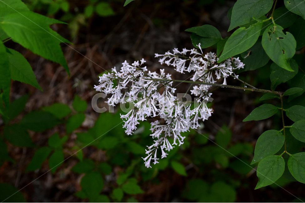 꽃개회나무,야생화,꽃,식물,자연,생태,플라워,flower,plants,nature,식물,자연,plants,nature,꽃,flower