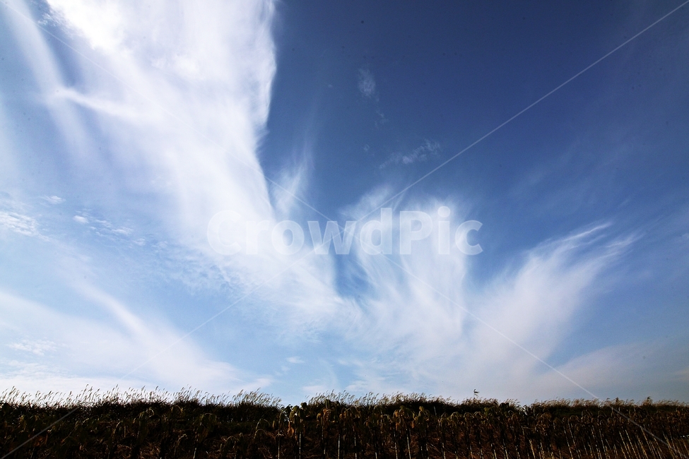 summer,갈대,구름,landscape,풍경사진,자연,풍경,nature,landscape,outdoors,옥외,sky,하늘,azure sky,푸른 하늘