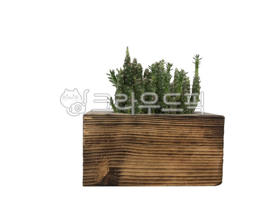 atmosphere,Nukki,wooden flower pot,pottedplant,inside,interior,pot,plants,Cactus,cactus,indoors,greenleaves,decoration,flowers,thorn,transparentbackground,General cactus,treeflowerpot,flower,transparent background,background,plant,generalcactus